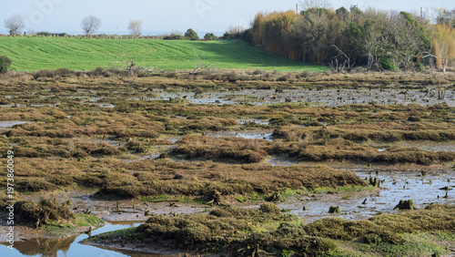 Obraz na plátne Coastal Marshland and Green Field at Low Tide