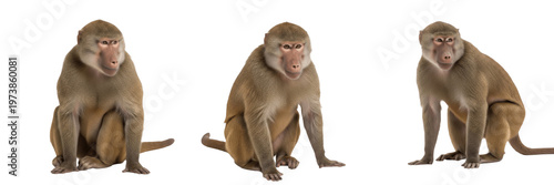 Quadro su tela Olive Baboon Papio anubis in African savanna landscape wildlife photography prim