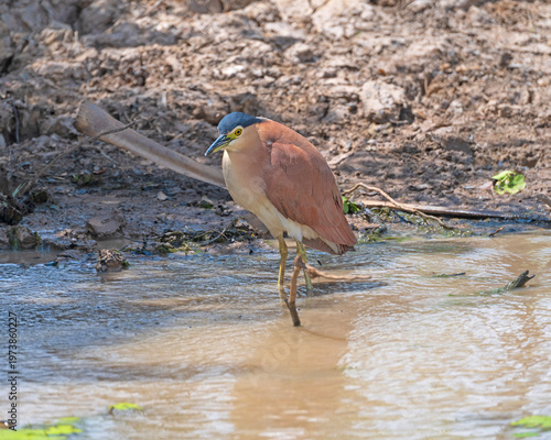 Nankeen Night Heron Searching a Wetland Shore