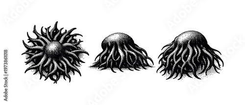 Kelp forest kelp holdfast A realistic kelp holdfast from a kelp forest represented as one object in three views: top view showing branching grip structure,