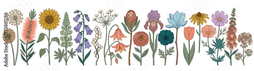 Hand drawn colorful wildflower and garden flower collection featuring sunflower tulip and botanical blossoms for spring wedding invitations and floral nature design isolated on white