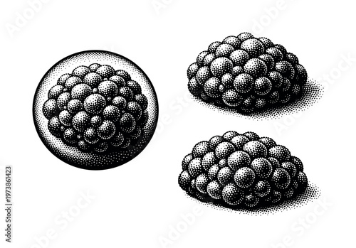 Algae bloom microscopic algae cluster illustrated as magnified aggregate in circular view, oblique angled view, and compact clump view representing one colony.