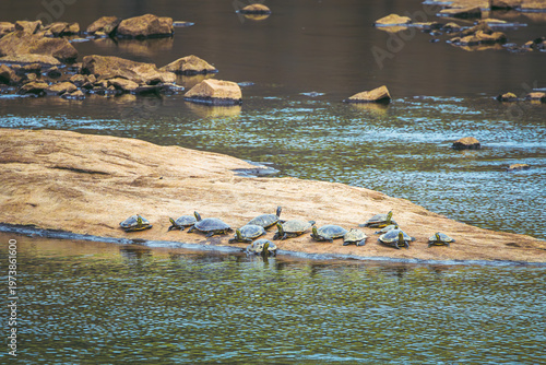Mud Turtles basking on the rocks in a river at West Point Dam in Alabama.