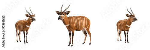 Thomson's Gazelle Eudorcas thomsonii in African savanna landscape wildlife photography safari animal herbivore wild animal portrait bovidae species nature wilderness photography speed