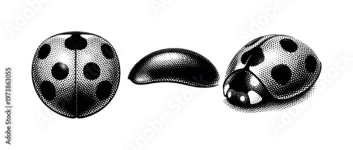 Seven spot ladybird elytra detail A realistic seven spot ladybird elytra shell shown as a single object in three views: top shell view, side shell curvature