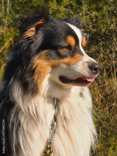 Foto Australian Shepherd portrait in warm sunlight with natural background