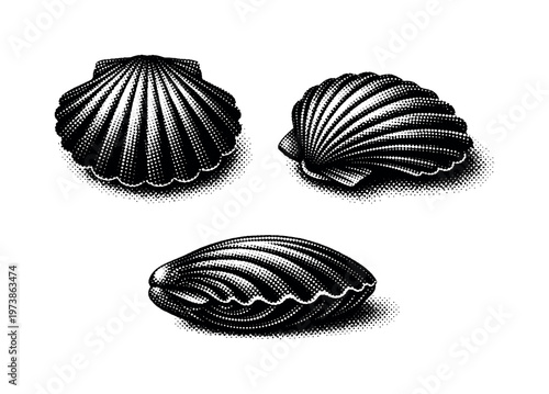 Scallop bay scallop shell depicted from top view, angled three-quarter view, and side hinge view as one compact scallop with symmetrical ridges. Black and