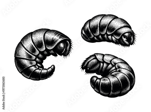 Hermit crab abdomen A realistic hermit crab abdomen with soft, curved form adapted for shell living, shown as the same abdomen in three different views. Black