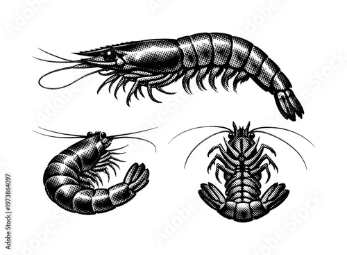 Shrimp A realistic shrimp with elongated body, curved posture, and segmented anatomy, shown as the same shrimp in three different views to emphasize