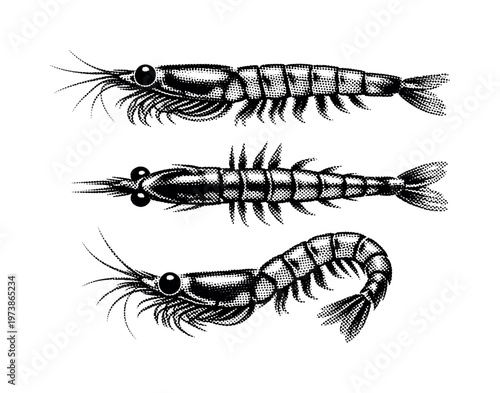 Krill Antarctic krill shown from side profile, dorsal view, and slightly curved swimming pose as the same small crustacean with transparent segmented body and