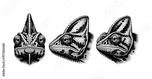 Veiled chameleon head study A realistic veiled chameleon head represented as one object in three views: frontal head view, side profile head view,