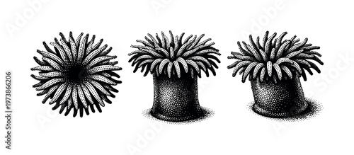 Sea anemone full body, realistic sea anemone with cylindrical base and radial tentacles shown from top view, side view, and three-quarter view with accurate