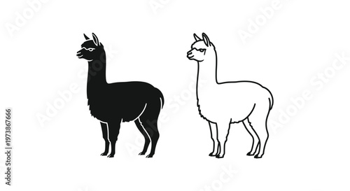 Guinea Pig vs Llama: Identifying Animals Vector