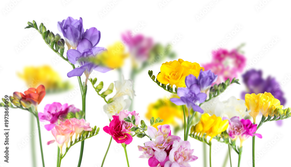 Fototapeta premium Beautiful freesia flowers on white background, selective focus