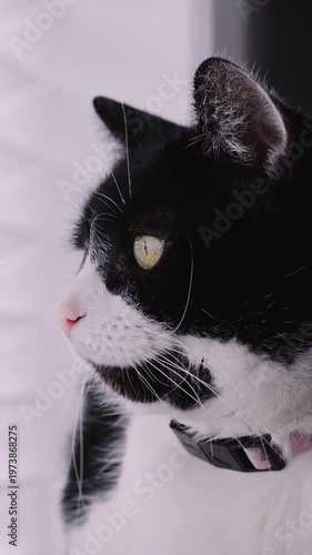 Black and white cat sitting in a window with blinds vertical portrait video