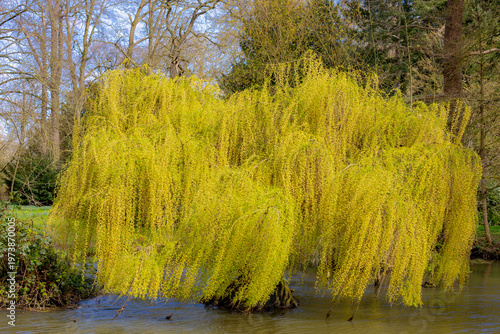 Spring landscape, Salix babylonica tree along the river shore, Green leaves of pendulous branchlets, Weeping willow (Treurwilg) is a species of willow native to dry areas, Greenery natural background.