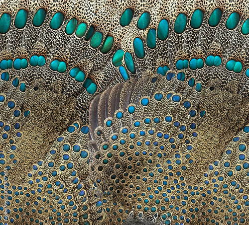 Composite photo with filters shows  feathers of peacock pheasant fanned on display. Colors are bright artistic with enamel like oval shapes in a waving circular pattern.