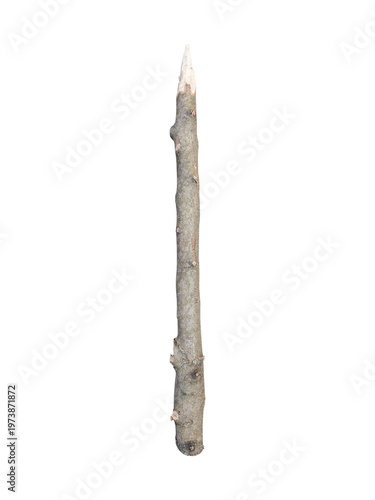 Sharpened wooden stick is isolated.