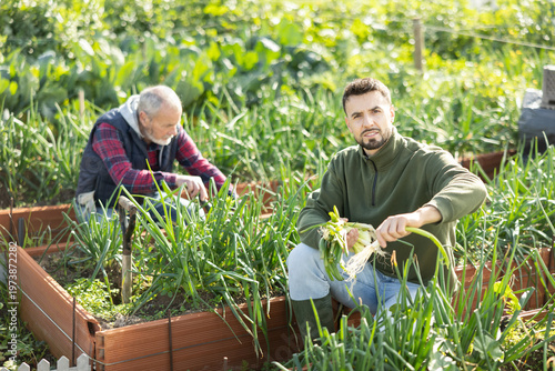 Man farmer harvests spring onion in field, performs agricultural work in subsidiary farm. Worker from group of granger assistants is preparing fresh green onion for shipment.