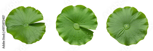 Water Lily Leaf Isolated on White Background - Nymphaeaceae - Lily Pad Foliage, Nénuphar, Nenúfar, Botanical Graphic for Pond Design, High Quality Nature Cutout Element.
