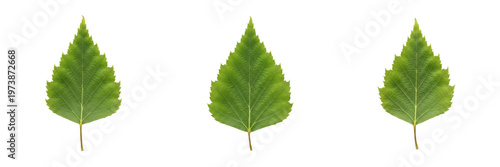 Canvas-taulu Birch Leaf Isolated on White Background - Betula - Silver Birch Foliage, Bouleau, Abedul, Botanical Graphic for Nordic Design, High Quality Nature Cutout Element