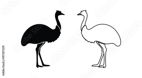 Emus vs Ostriches: Key Differences Vector
