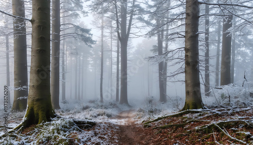 winter forest in the fog