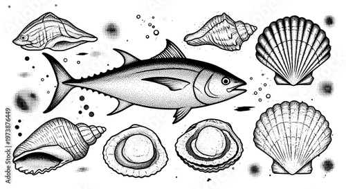 Detailed hand drawn sketch of tuna fish and assorted seashells in a vintage style