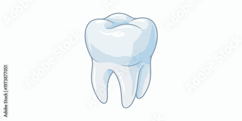 Dental Molar Tooth Structure.