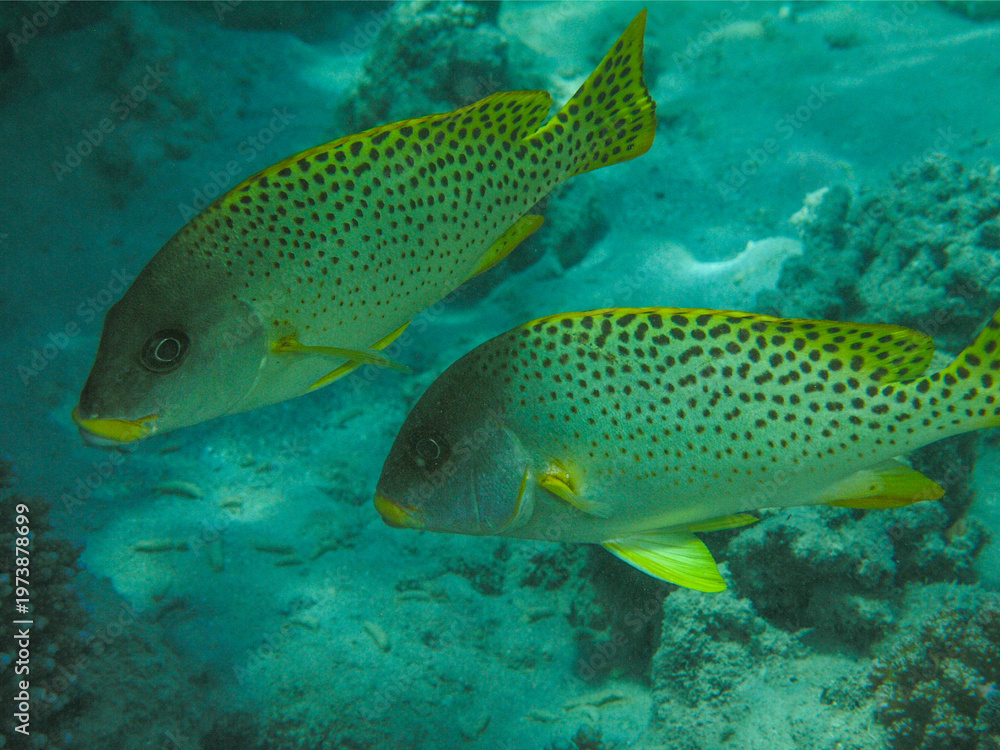 Fototapeta premium Pair of Spotted Sweetlips Fish Swimming Over Sandy Reef