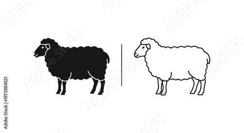 Black vs White Sheep: Wool Breed Comparison Guide Vector