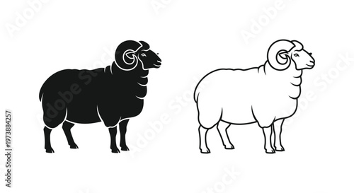 Ram vs Sheep Breeds: Distinctive Features Guide Vector
