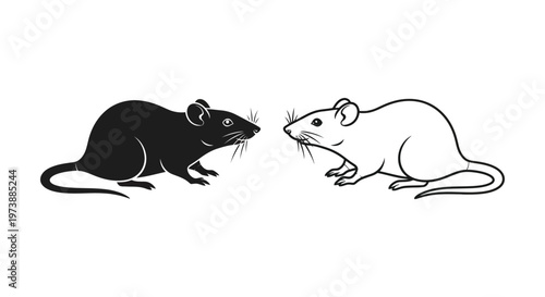 Black and White Rodents: Rat Comparison Guide Vector