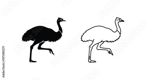 Emus vs Ostriches: Flightless Bird Comparison Guide Vector
