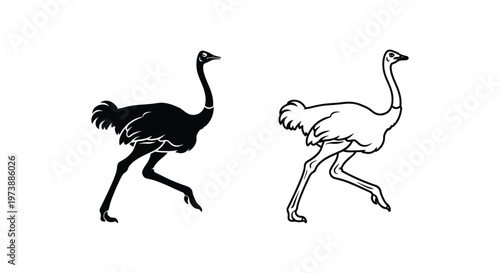 Ostrich vs Emu: Flightless Bird Comparison Guide Vector