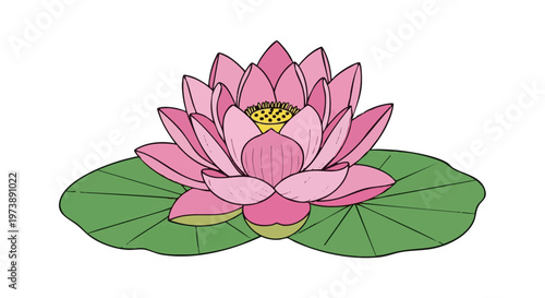 Pink lotus flower with green leaf, hand drawn vector illustration. Water lily isolated on white background