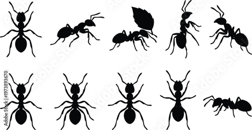 Photos Black Ant Silhouettes Collection in Various Poses.