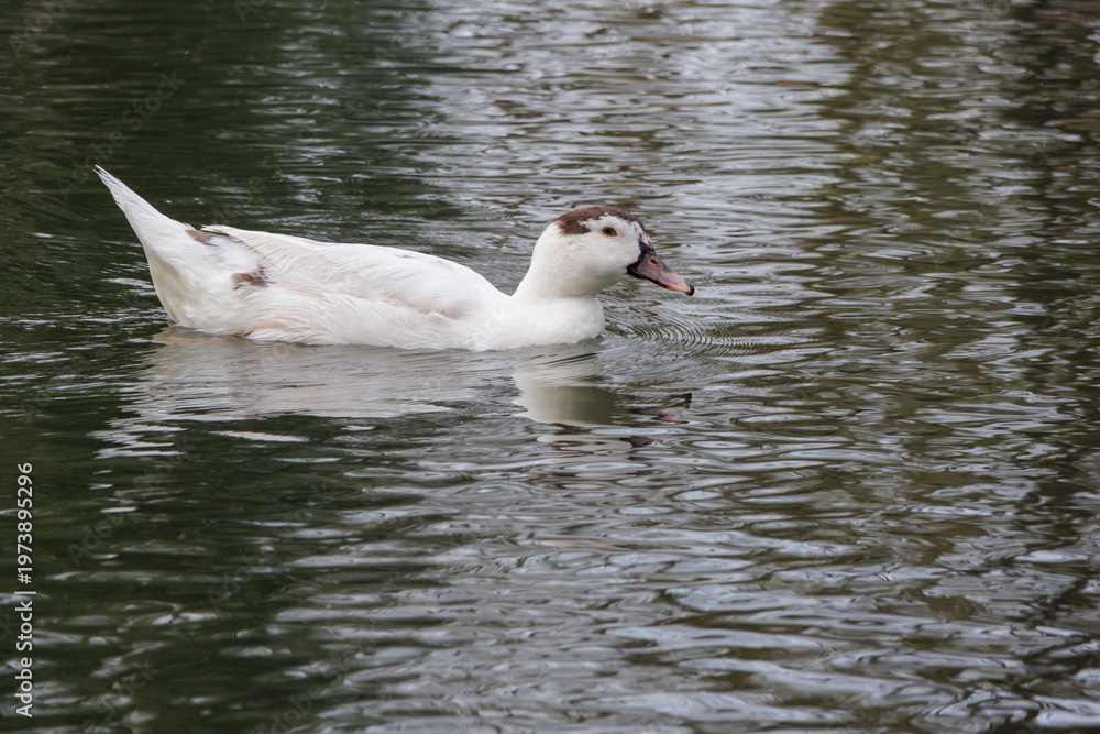 Fototapeta premium White Muscovy duck swimming in Dom Carlos I Park pond
