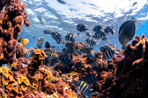 Bild auf Leinwand School of striped reef fish swimming above shallow coral formations in clear water of the Red Sea, with sunlight filtering through the ocean surface