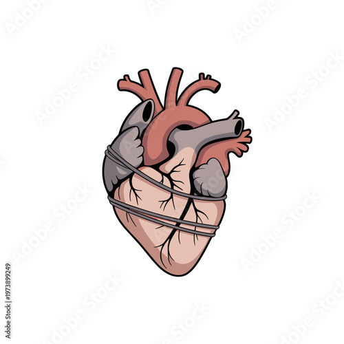 Anatomy Heart Illustration with Binding Rope.