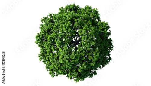 Overhead view of a dense, green leafy tree against a black backdrop
