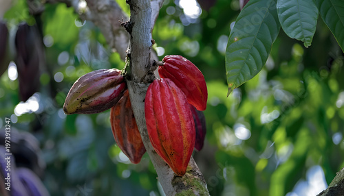 Cacao tree with red (ripe) cacao fruit hanging from the trunk. Cacao is the main raw material for chocolate, made by roasting and grinding its dried beans.