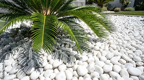 Green palm fronds with white pebbles and small rocks in garden setting green leaves