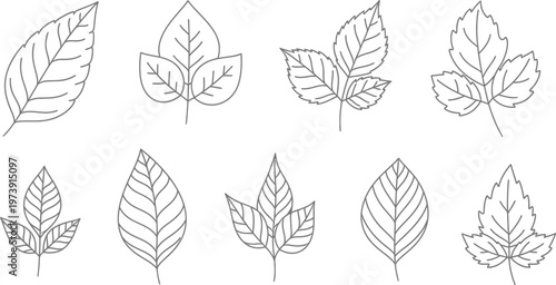 Botanical sketch collection of delicate leaf line art illustrations