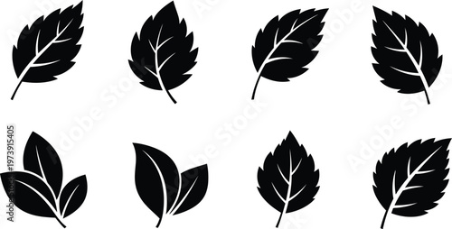 Black silhouette leaf collection a botanical study in minimalist design