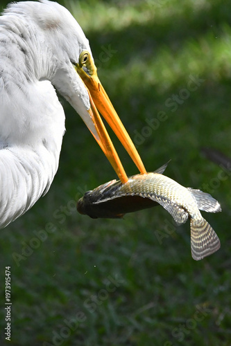 Wallpaper Mural A garça Diva do jardim do Museu da República numa pesca bem sucedida no Palácio do Catete - RJ Torontodigital.ca