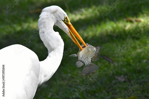 Wallpaper Mural A garça Diva do jardim do Museu da República numa pesca bem sucedida no Palácio do Catete - RJ Torontodigital.ca