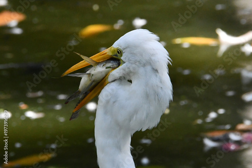 Wallpaper Mural A garça Diva do jardim do Museu da República numa pesca bem sucedida no Palácio do Catete - RJ Torontodigital.ca