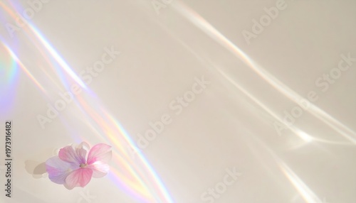 Zarte rosa Blüte mit faszinierenden Lichtbrechungen und schimmernden Regenbogeneffekten auf hellem, cremigem Hintergrund, schafft eine ätherische und verträumte Atmosphäre.