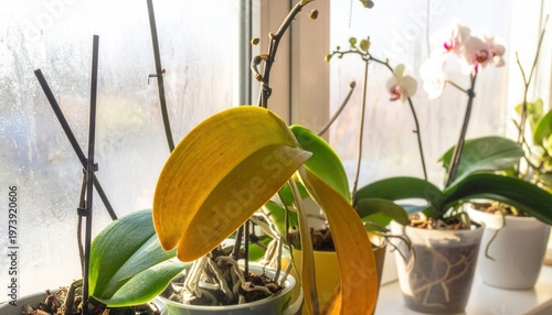 Orquídea con hoja amarilla enferma en una maceta sobre el alféizar de la ventana con luz natural brillante y otras plantas sanas al fondo.